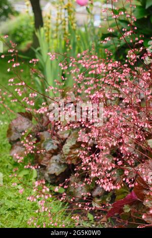 Heuchera 'Rachel'-Korallenglocken in einem Gartenrand mit charakteristischen bronzegrünen Blättern mit violetten Tönungen und kleinen rosa Blüten. Stockfoto