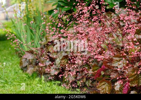 Heuchera 'Rachel'-Korallenglocken in einem Gartenrand mit charakteristischen bronzegrünen Blättern mit violetten Tönungen und kleinen rosa Blüten. Stockfoto