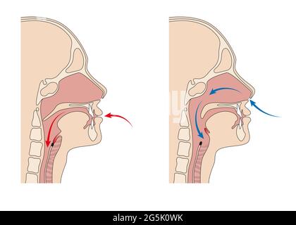 Anatomie der Trachea und der Speiseröhre Stockfoto