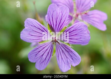 Geranium 'Philippe Vapelle' Cranesbill mit charakteristischen Lavendelblüten. Ein Hybrid, Synonym Geranium renardii 'Philippe Vapelle' Stockfoto