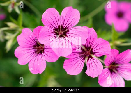 Geranium 'Patricia' zeigt charakteristische tiefrosa Blüten Stockfoto