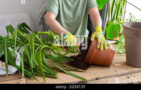 Eine Frau pflanzte eine hausgemachte Yucca-Blume in einen großen Tontopf, einen Holztisch mit Blumen in der Nähe des Fensters Stockfoto