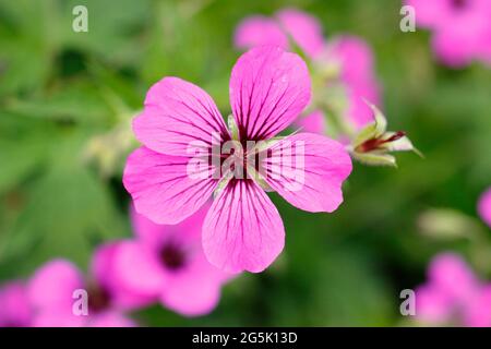 Geranium 'Patricia' zeigt charakteristische tiefrosa Blüten Stockfoto