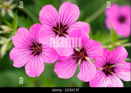 Geranium 'Patricia' zeigt charakteristische tiefrosa Blüten Stockfoto