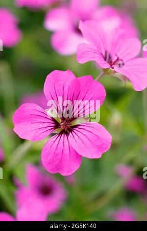 Geranium 'Patricia' zeigt charakteristische tiefrosa Blüten Stockfoto