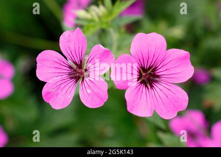 Geranium 'Patricia' zeigt charakteristische tiefrosa Blüten Stockfoto