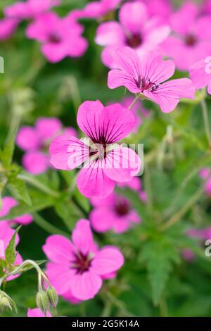 Geranium 'Patricia' zeigt charakteristische tiefrosa Blüten Stockfoto