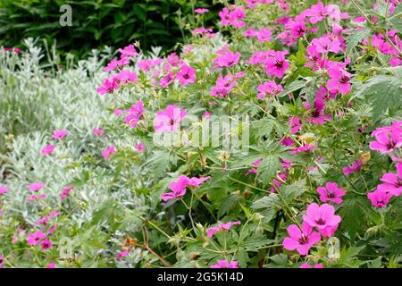 Geranium 'Patricia' in einer Gartenrandung mit charakteristischen tiefrosa Blüten. Stockfoto