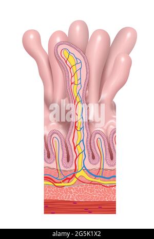 Anatomische Struktur des Dünndarms. Villi und Epithelzellen mit Mikrovilli-Illustrationen Stockfoto