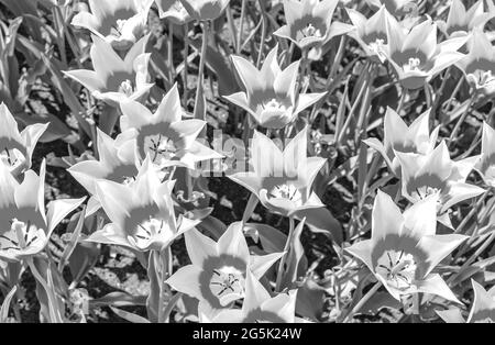 Schwarz-Weiß-Bild von vielen Tulpen und Narzissen im Keukenhof Tulpenpark in Lisse Südholland Niederlande Stockfoto