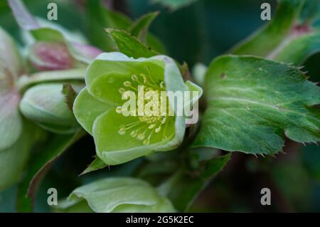 Winterblüte Helleborus x sternii - Hellebore - Pflanzen in Blüte, Januar Großbritannien Stockfoto