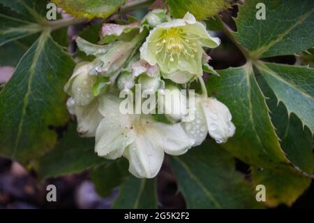 Winterblüte Helleborus x sternii - Hellebore - Pflanzen in Blüte, Januar Großbritannien Stockfoto