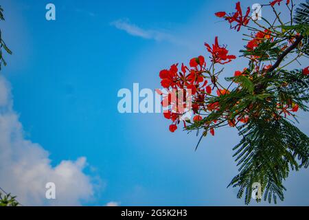 Rote Caesalpinia pulcherrima Pfauenblütenzweig hängt am Baum in blauem Himmel Stockfoto