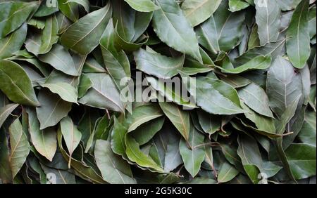 Hintergrund aus getrockneten grünen Lorbeerblättern. Gewürze für Fleischgerichte. Stockfoto