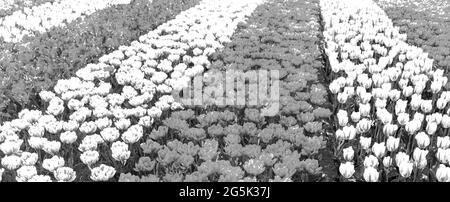 Schwarz-Weiß-Bild von vielen Tulpen und Narzissen im Keukenhof Tulpenpark in Lisse Südholland Niederlande Stockfoto