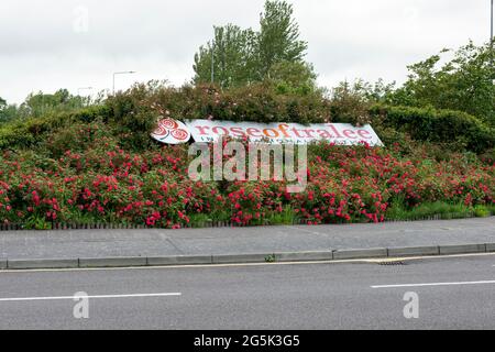 Banner des Rose of Tralee International Festival und Rosen am Ballymullen-Kreisverkehr in Tralee, County Kerry, Irland Stockfoto