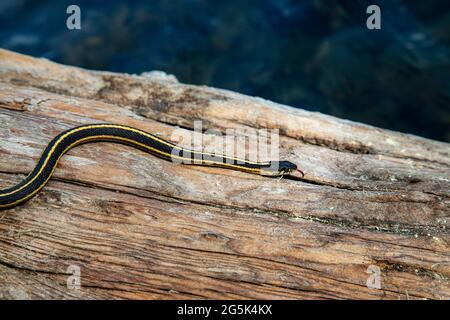 Thamnophis elegans elegans, fotografiert auf einem Baumstamm über dem Wasser am Crater Lake im Lassen National Forest. Stockfoto