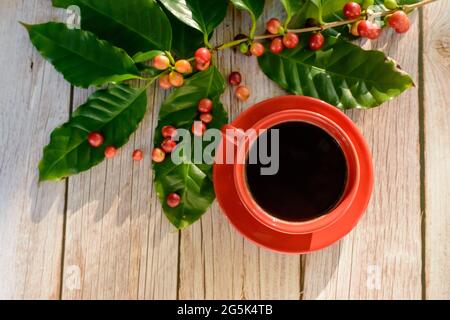 Rote Kaffeetasse mit Blättern und Kaffeesamen auf Holztisch. Draufsicht. Stockfoto