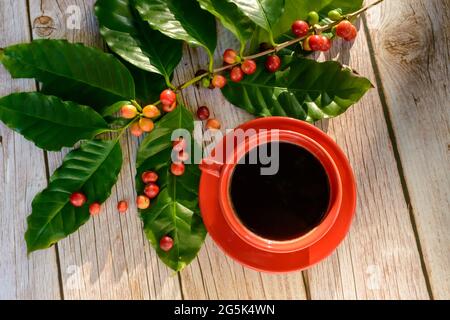Rote Kaffeetasse mit Blättern und Kaffeesamen auf Holztisch. Draufsicht. Stockfoto