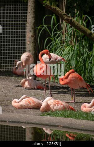 Flamingos, die am See ruhen Stockfoto