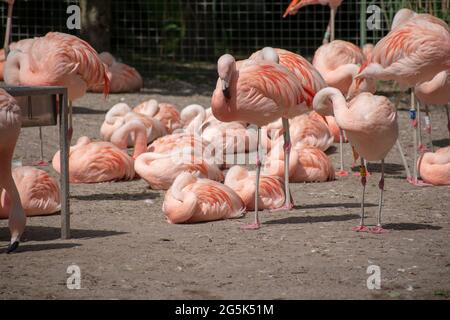 Flamingos, die am See ruhen Stockfoto