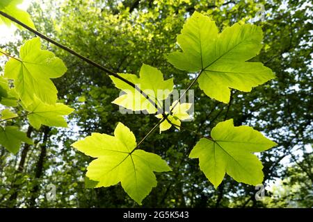 Hinterleuchtete Blätter des Sycamore (Acer pseudoplatanus)-Baumes im Hochlandwald, Dartmoor, Devon, Großbritannien Stockfoto