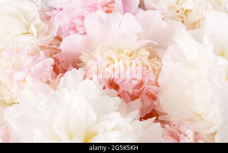 Unscharf Unschärfe Rosenblätter, abstrakte Romanze Hintergrund, Pastell und weiche Blume Karte Stockfoto