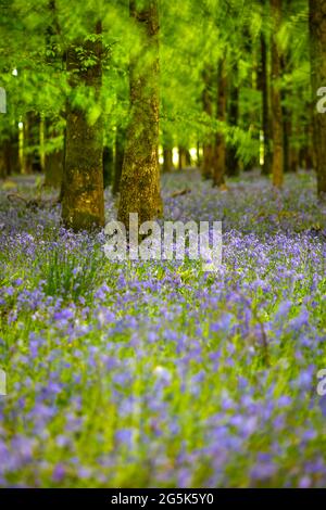 Bluebells in Ashmore Wood, Ashmore, Cranborne Chase AONB, Dorset, England, Vereinigtes Königreich, Europa Stockfoto