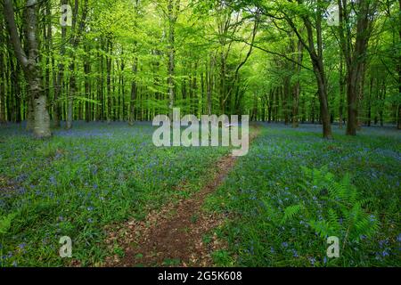 Fußweg durch Bluebells in Ashmore Wood, Ashmore, Cranborne Chase AONB, Dorset, England, Vereinigtes Königreich, Europa Stockfoto