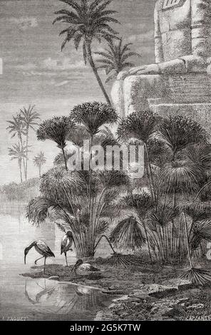 Der afrikanische heilige Ibis (Threskiornis aethiopicus) ernährt sich inmitten ägyptischer Papyrus-Pflanzen (Cyperus Papyrus). Papyrus, ein Material, das dem dicken Papier ähnelt, das aus der Mitte der Papyrus-Pflanze hergestellt wurde, wurde in der Antike als Schreibfläche verwendet. Aus dem Universum oder, das unendlich große und das unendlich kleine, veröffentlicht 1882. Stockfoto