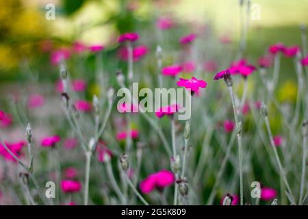 Zahlreiche Rosen-Campion-Blumen in einem Garten Stockfoto