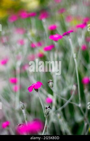 Zahlreiche Rosen-Campion-Blumen in einem Garten Stockfoto