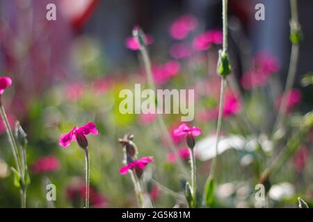 Zahlreiche Rosen-Campion-Blumen in einem Garten Stockfoto