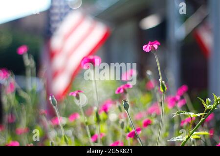 Zahlreiche Rosen-Campion-Blumen in einem Garten Stockfoto