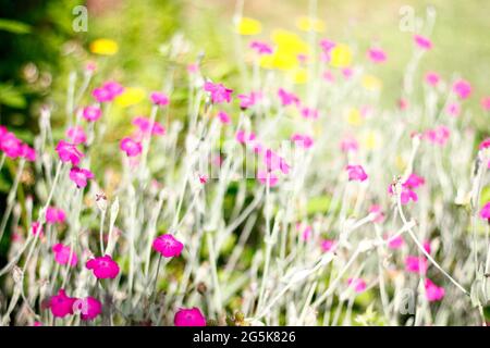 Zahlreiche Rosen-Campion-Blumen in einem Garten Stockfoto