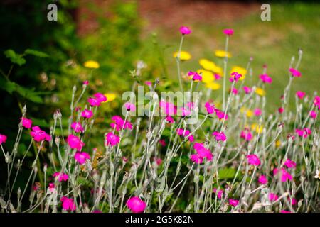 Zahlreiche Rosen-Campion-Blumen in einem Garten Stockfoto