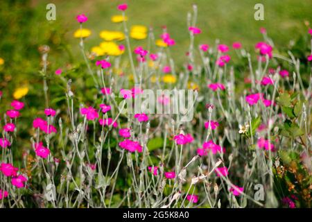 Zahlreiche Rosen-Campion-Blumen in einem Garten Stockfoto