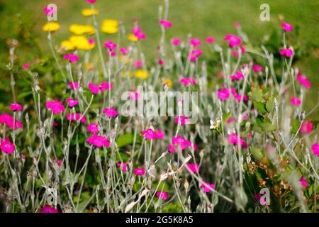 Zahlreiche Rosen-Campion-Blumen in einem Garten Stockfoto