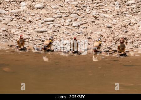 Europäischer Goldfink (Carduelis carduelis) trinkt in einem Teich in Huelva, Andalusien, Spanien Stockfoto