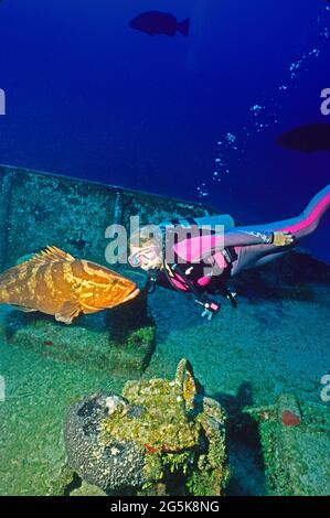 Weibliche Taucherin und großer Nassauer Zackenbarsch (Epinephelus striatus) auf dem Schiffswrack, Roatan, Honduras Stockfoto