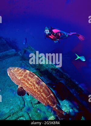 Weibliche Taucherin und großer schwarzer Zackenbarsch (Mycteroperca bonaci) auf dem Schiffswrack, Roatan, Honduras Stockfoto