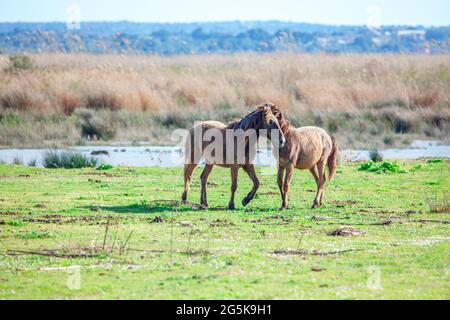 Wildpferde im Naturschutzgebiet . Junge Mustangs zusammen auf der Wiese . Fohlen spielen Stockfoto