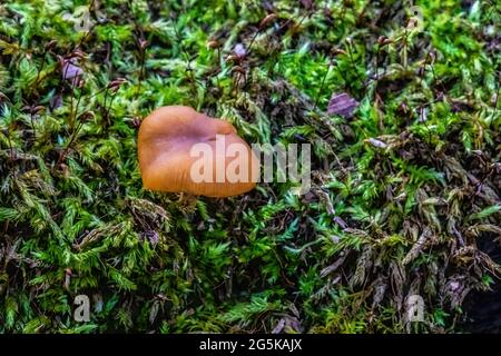 Pilze wachsen auf einem verrottungsenden, gefallenen Baumstamm entlang des Wolf Creek Trail im Banning State Park, Sandstone, Minnesota USA. Stockfoto