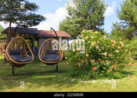 Zwei Rattan-Kokon-Korbsessel in der Nähe blühender Rosen im Garten im Sommer Stockfoto