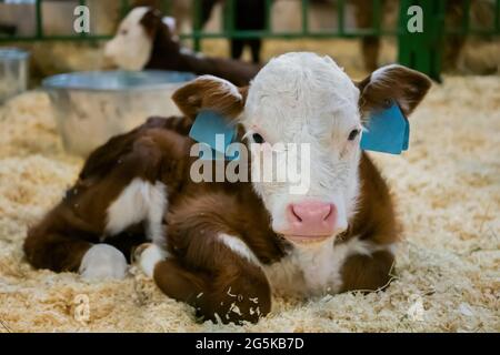 Porträt von niedlichen braunen und weißen Kalb ruhen und liegen auf dem Boden Stockfoto