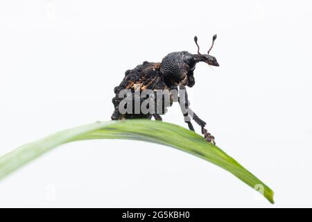 Mango Seed Weevil sitzt auf einem grünen Blatt Stock Foto auf weißem Hintergrund Stockfoto