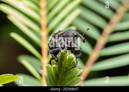 Mango Seed Weevil sitzt auf einer grünen Pflanze Stockfoto