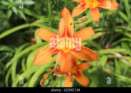 Nahaufnahme der rot-gelben Taglilienblüte (hemerocallis fulva) im deutschen Garten im Sommer Stockfoto