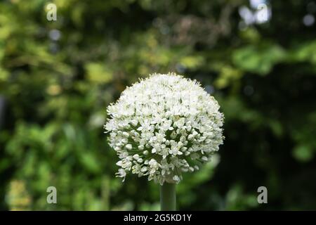 Nahaufnahme einer isolierten weißen Blume (allium cepa) von Zwiebel, verschwommener grüner deutscher Gartenhintergrund Stockfoto