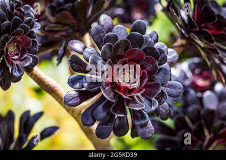 Violette Sukkulente, Aeonium Arboreum 'Zwartkop' (Schwarze Rose) Stockfoto